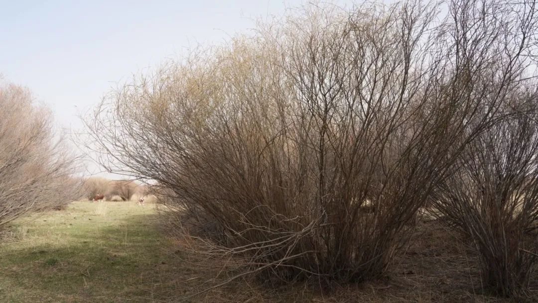 【关注】厚植生态底色,筑牢绿色屏障——浑善达克沙地深处的"护绿使者