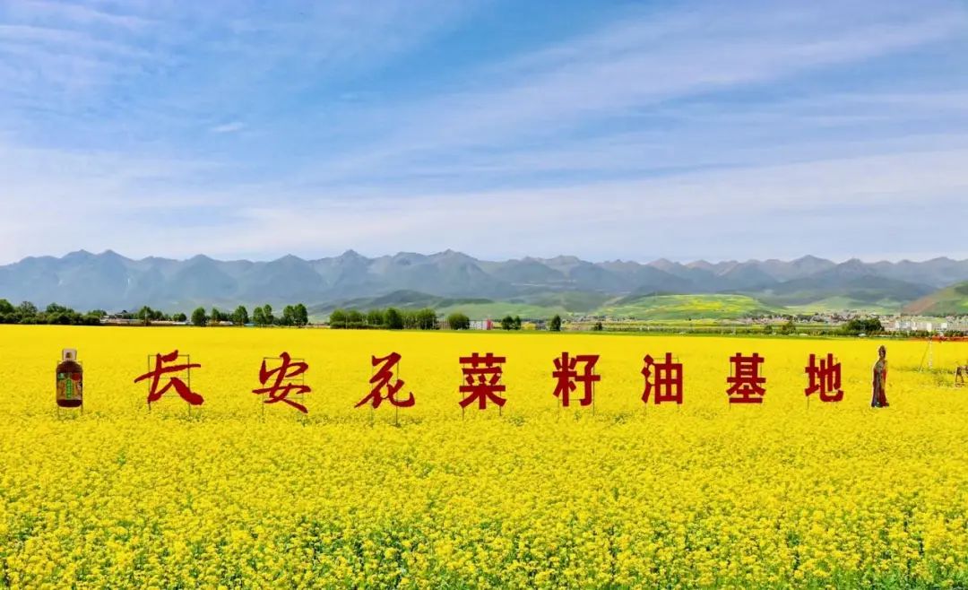 农业强国·油菜说|"长安花"向"新"绽放