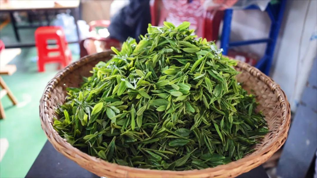 来自光山县雨台山的茶农陈文显,家里种着160多亩茶树,他独门秘制的