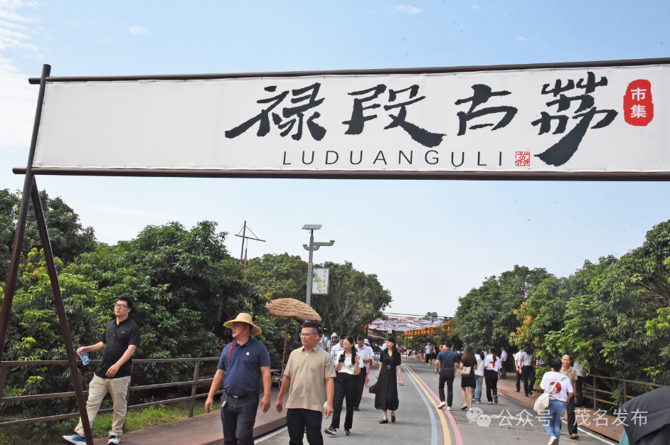 今年定制的荔枝树,均栽种在羊角镇禄段古荔园以及山阁镇大型种植基地