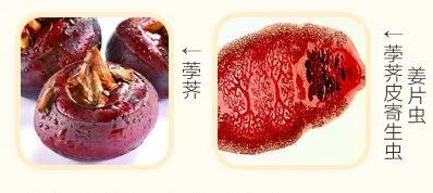 水生植物在生长过程中很容易被水中一些寄生虫污染,最常见的就是姜片