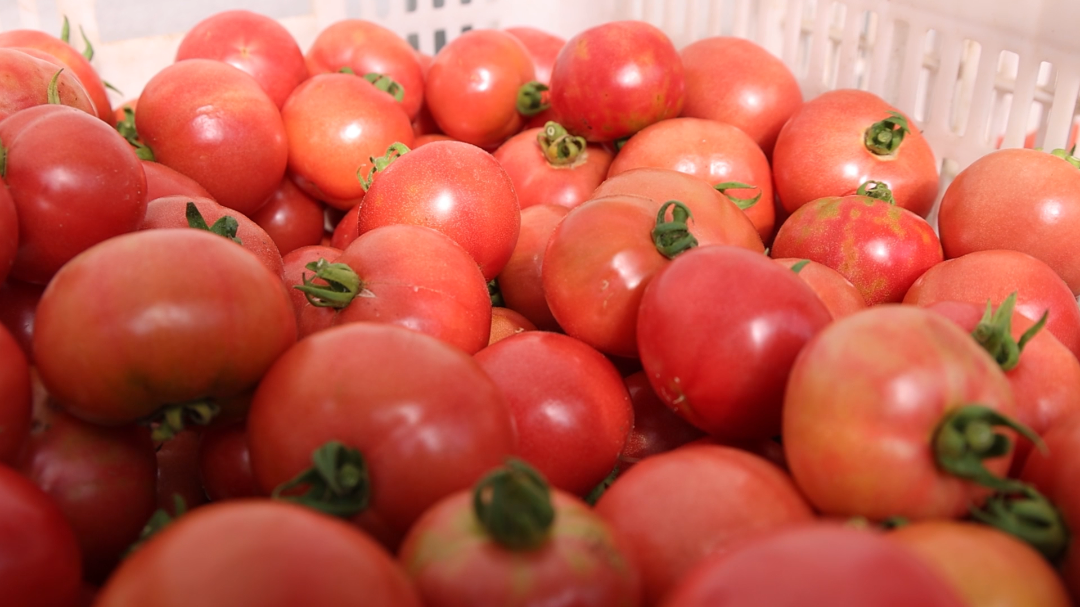 武城这里的西红柿熟了!