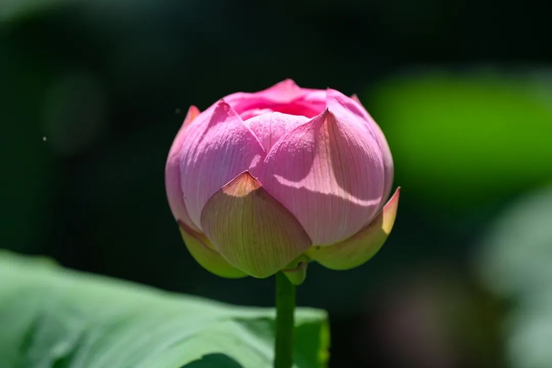 DSC_7977.JPG