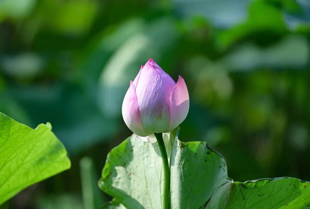 DSC_7856.JPG