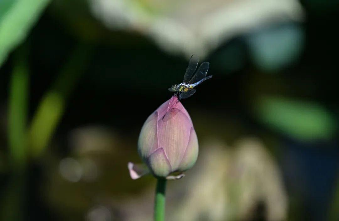 DSC_8053.JPG