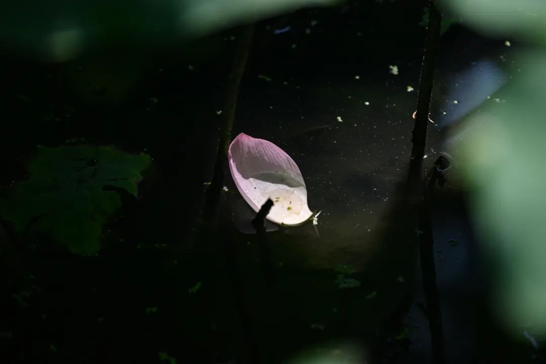 DSC_7980.JPG