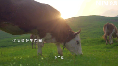 品牌赋能 生态引领：和顺肉牛产业的振兴之路