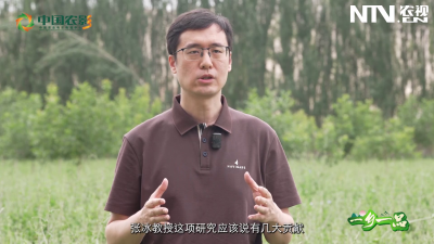 一乡一品——菊苣的健康密码